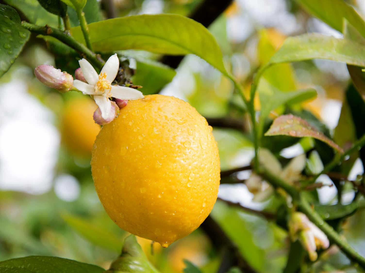 Lemons (Citrus x limon) - Love The Garden