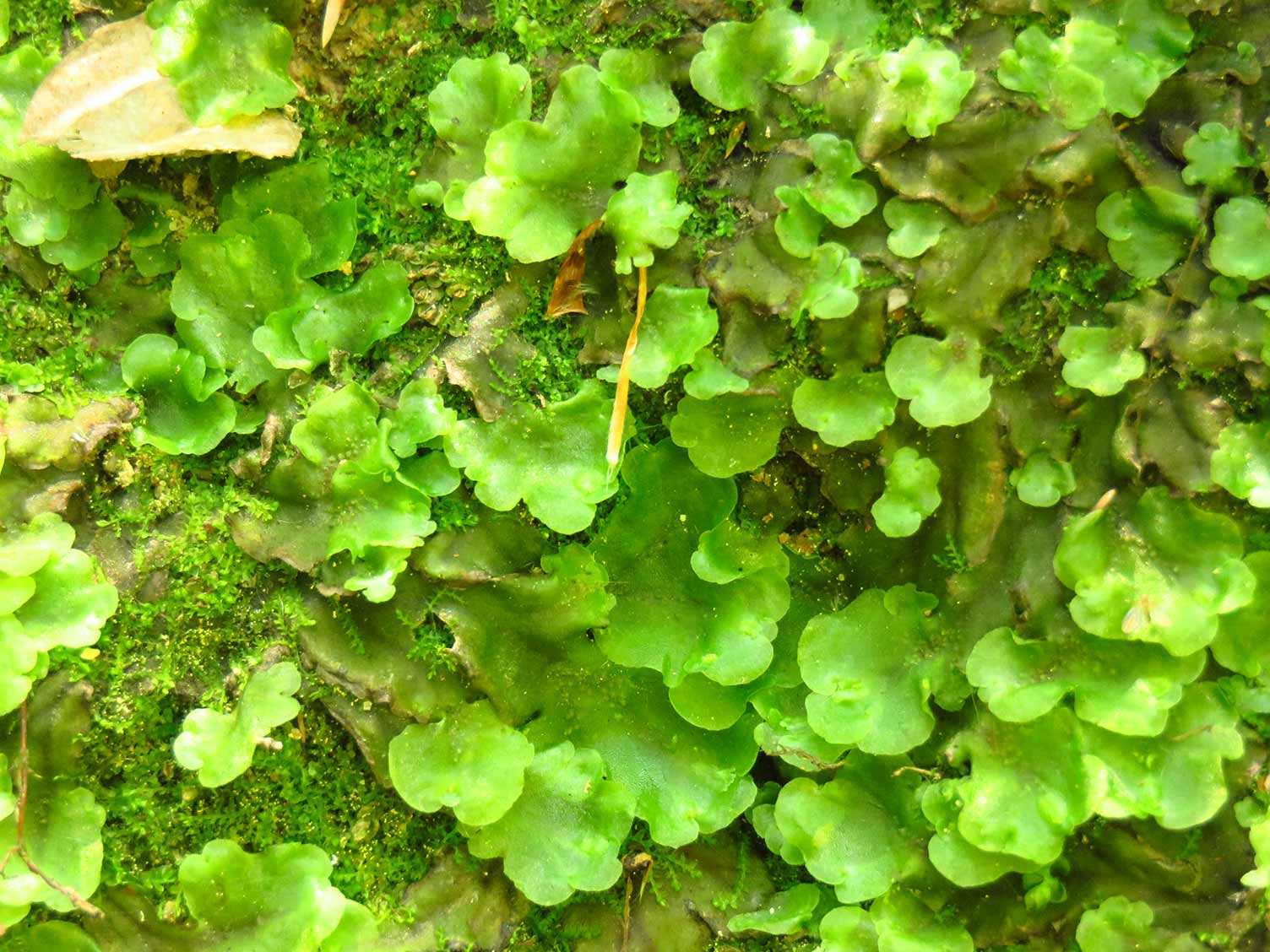 UK_liverwort-growing.jpg Liverworts growing
