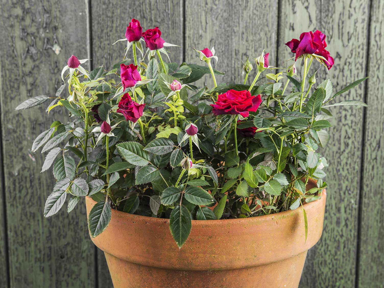 Miniature roses in a container