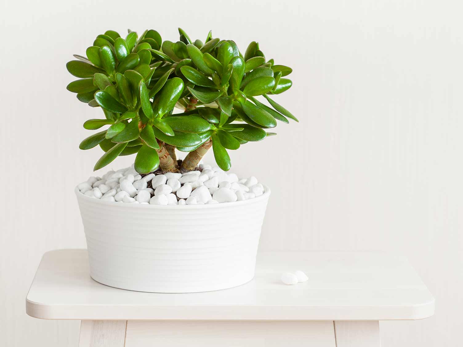 Money plant, or jade plant, in the home