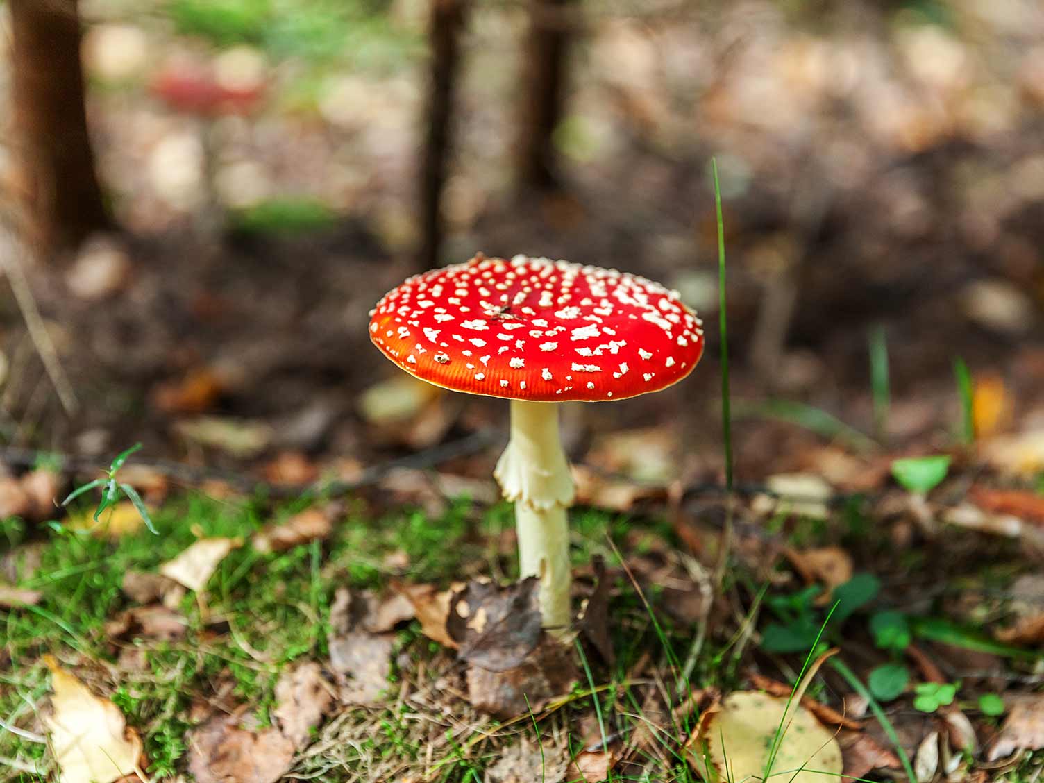 UK_mushroom-family-agarics.jpg Agarics family