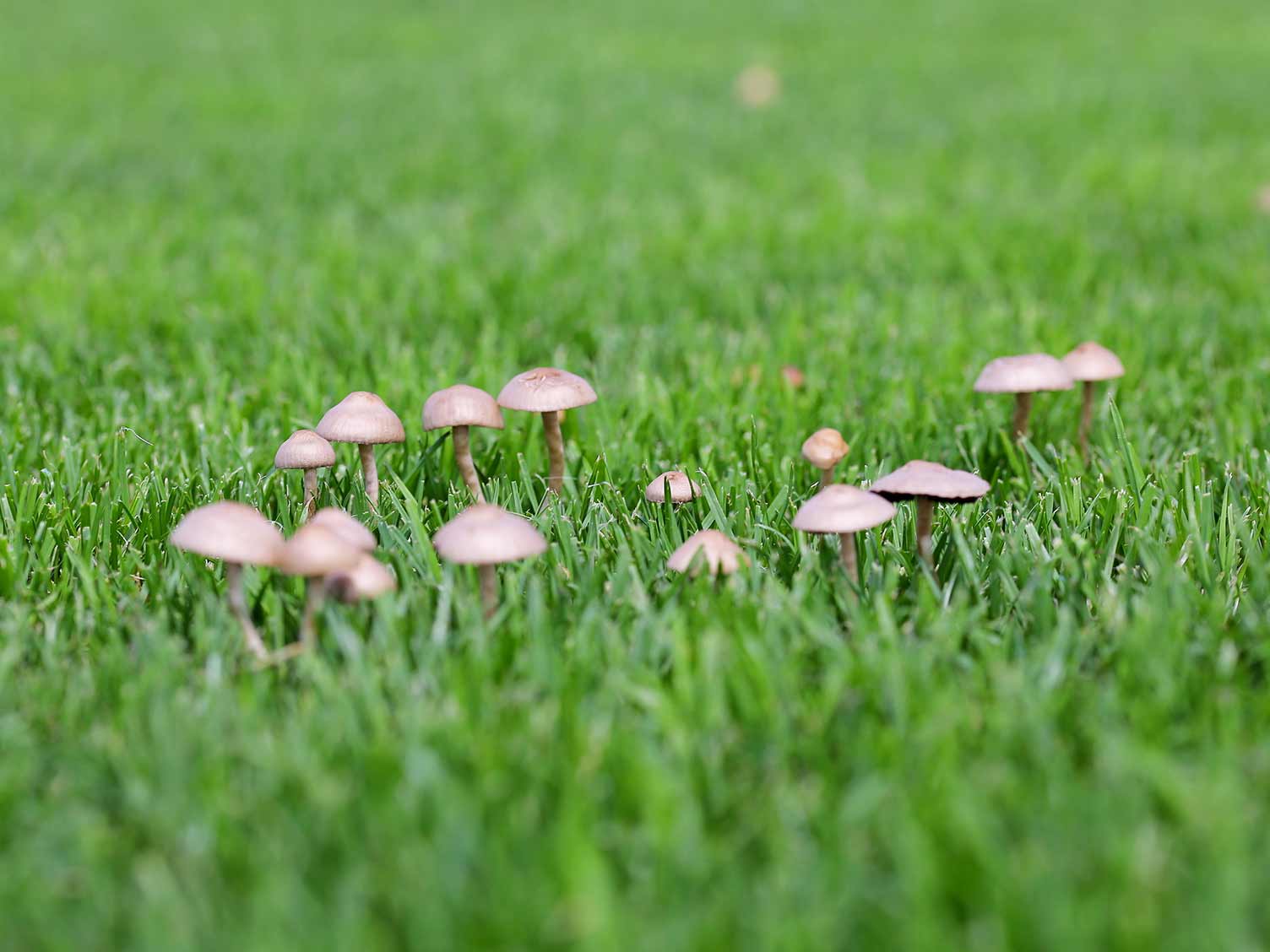 UK mushrooms growing in lawn