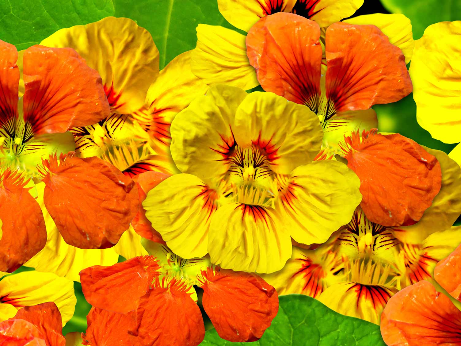 Nasturtium bloemen closeup