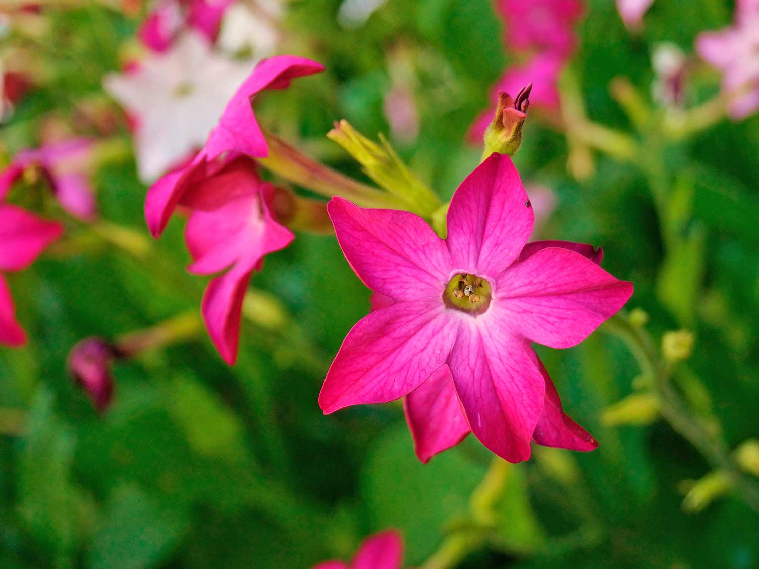 UK_nicotiana-flowers.jpg Nicotiana flowers