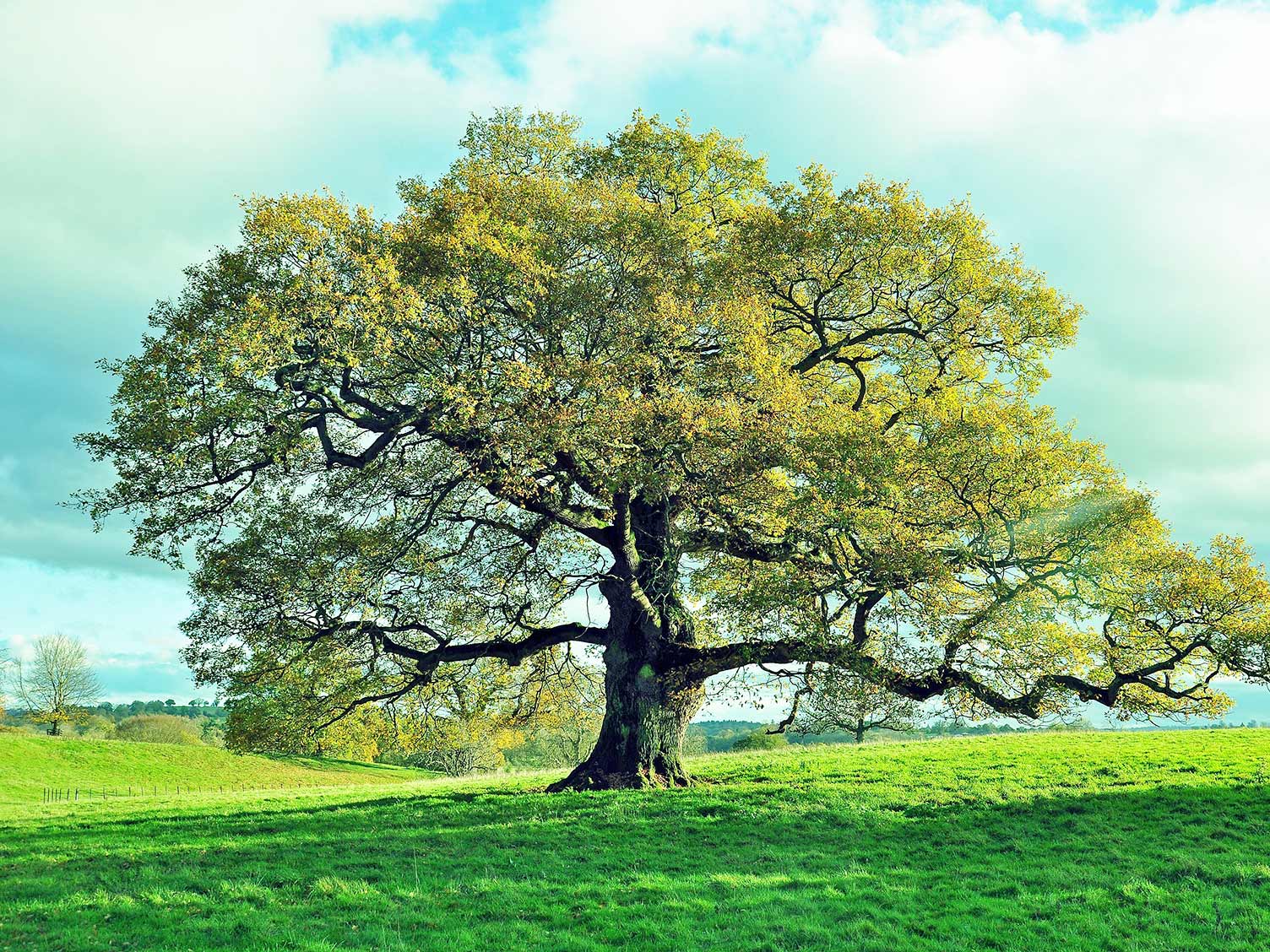 How to grow and care for oak trees lovethegarden How to grow and care for oak trees lovethegarden