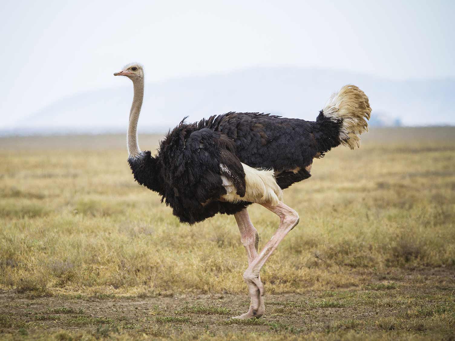 The ostrich