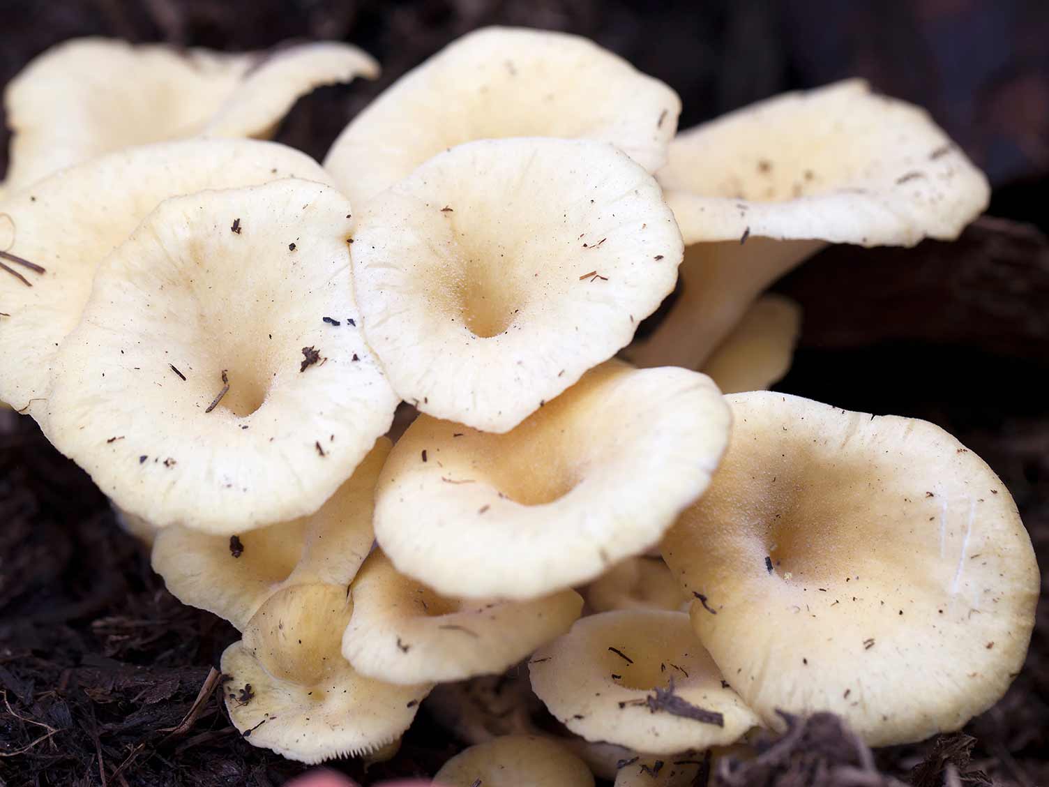 Growing oyster mushrooms