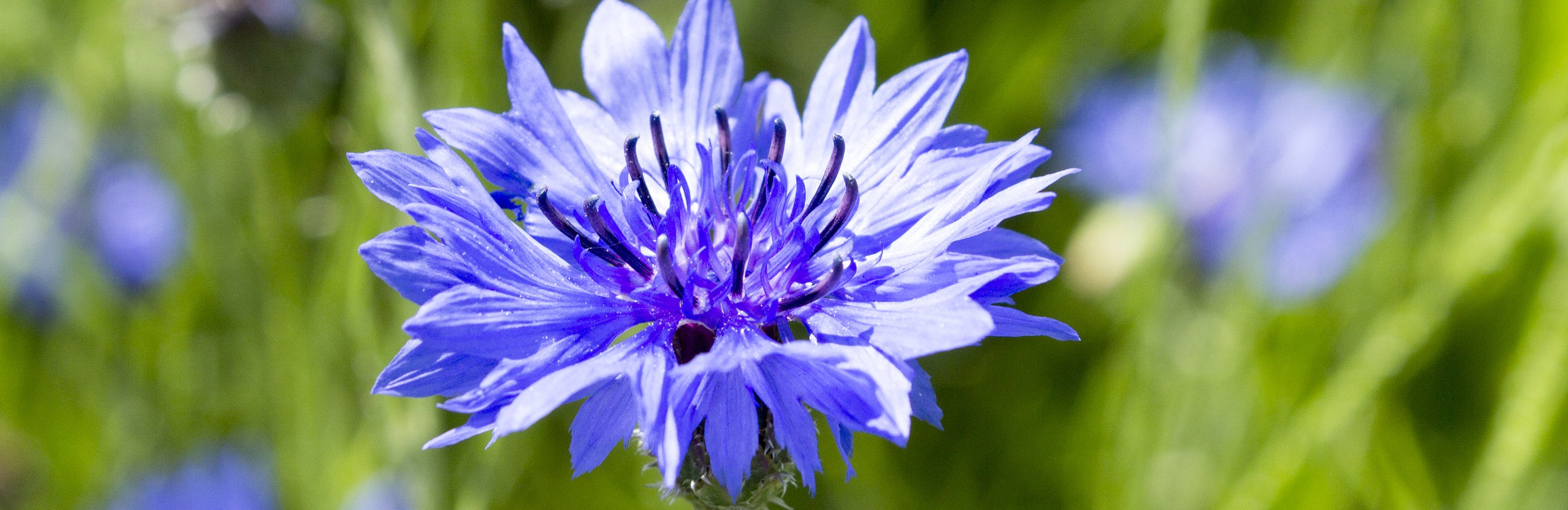 Cornflower (Centaurea Cyanus)