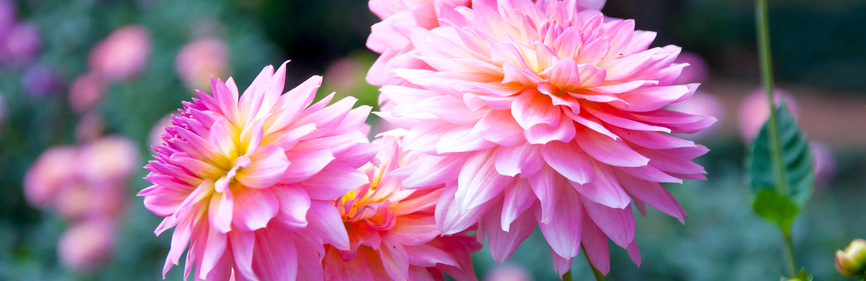 Dahlias (Dahlia)