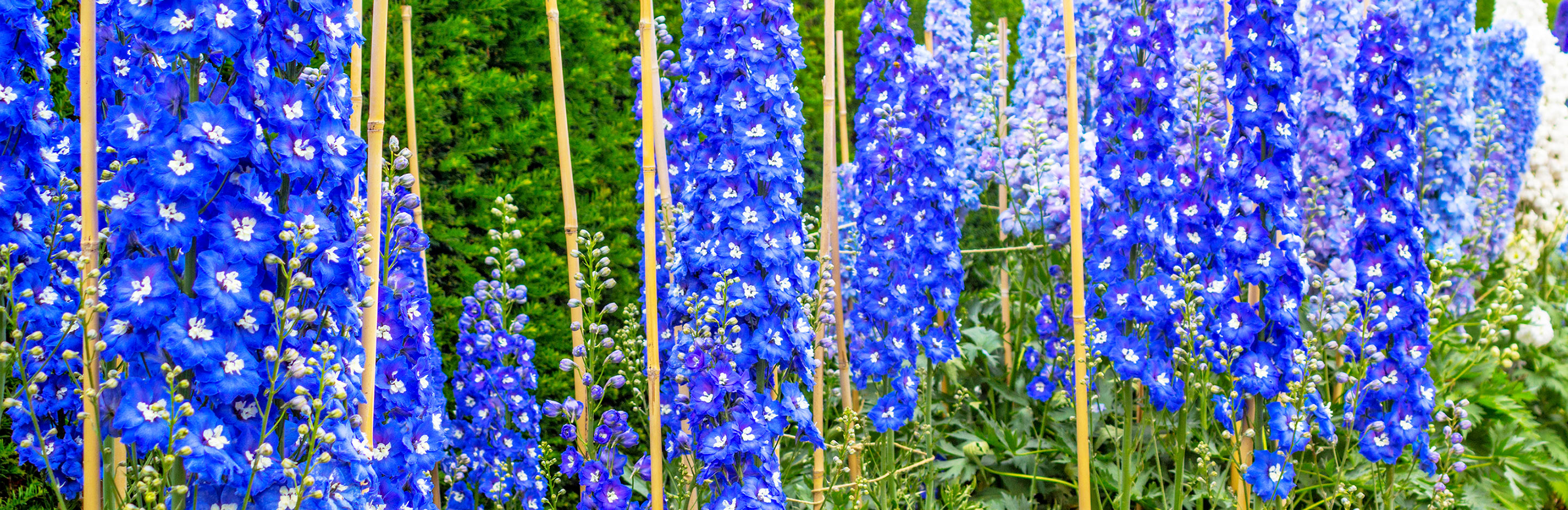 Delphinium, Larkspur (Delphinium)