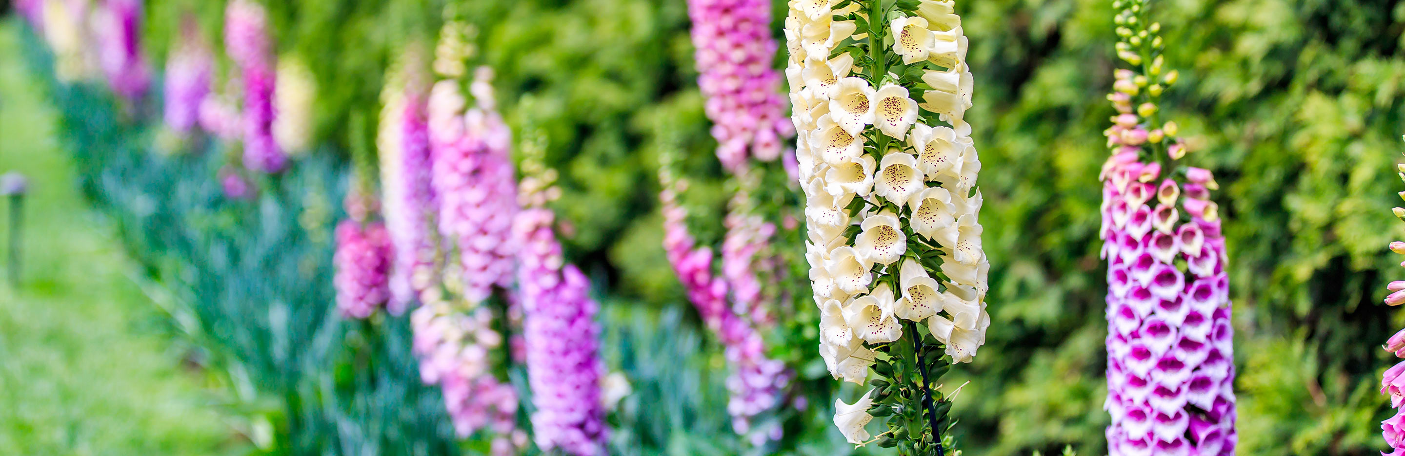 Foxglove (Digitalis)