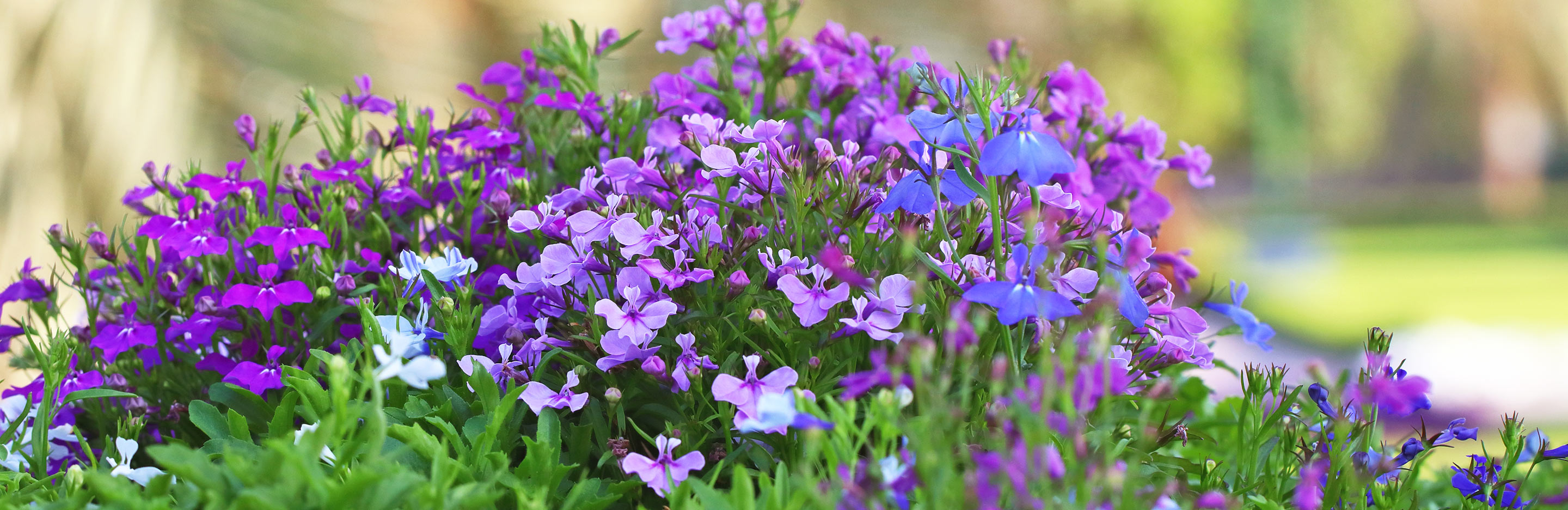 Lobelia, Cardinal Flower (Lobelia)