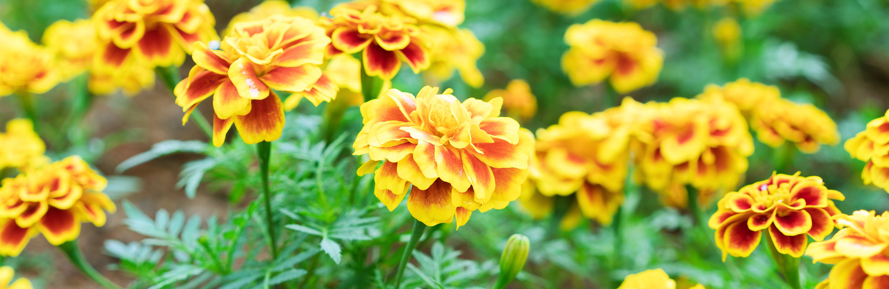 Marigolds (Tagetes)