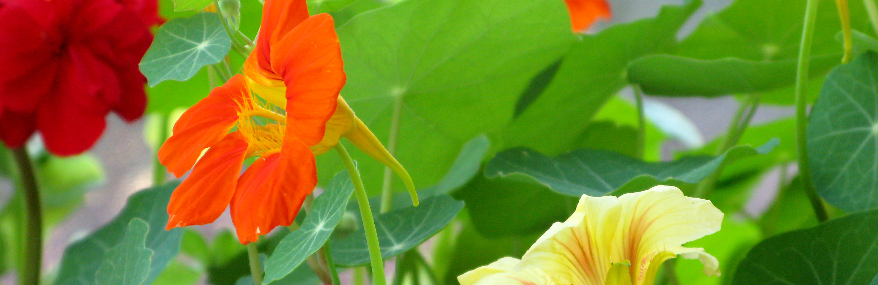 Nasturtium (Tropaeolum)