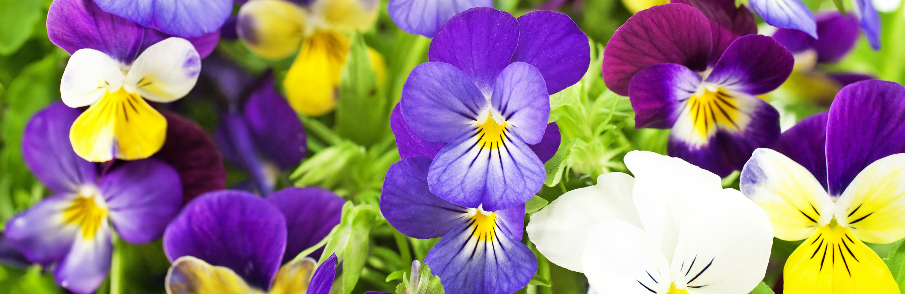 Pansy and Violets (Viola)