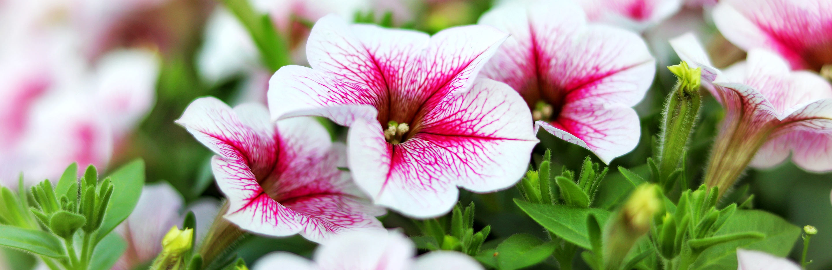 How to plant, grow and care for petunias
