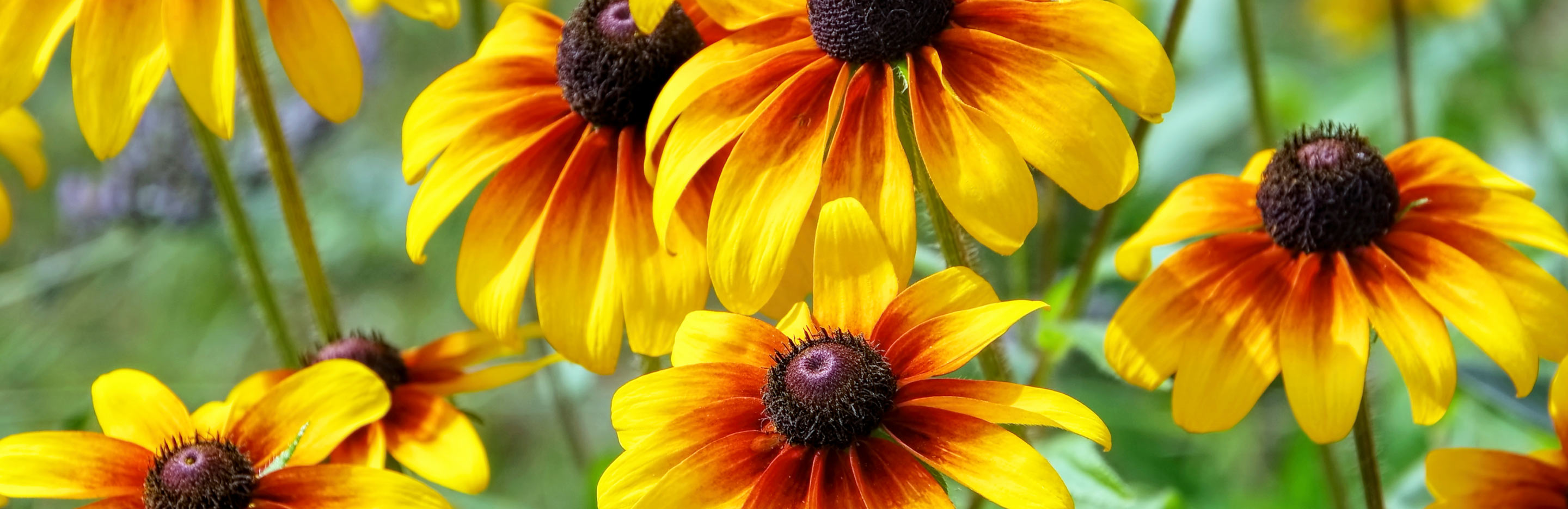 Rudbeckia, Black-eyed Susan, Coneflower