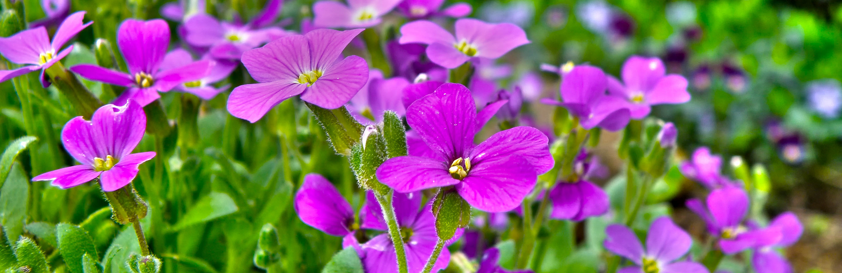 Wallflowers (Erysimum)