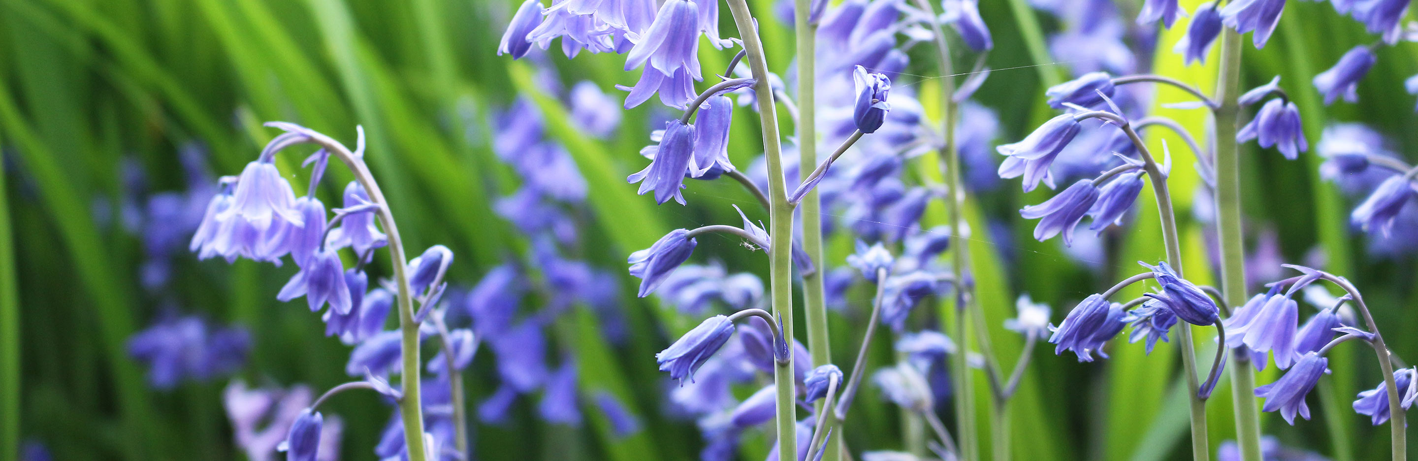 Bluebell (Hyacinthoides Non-scripta)