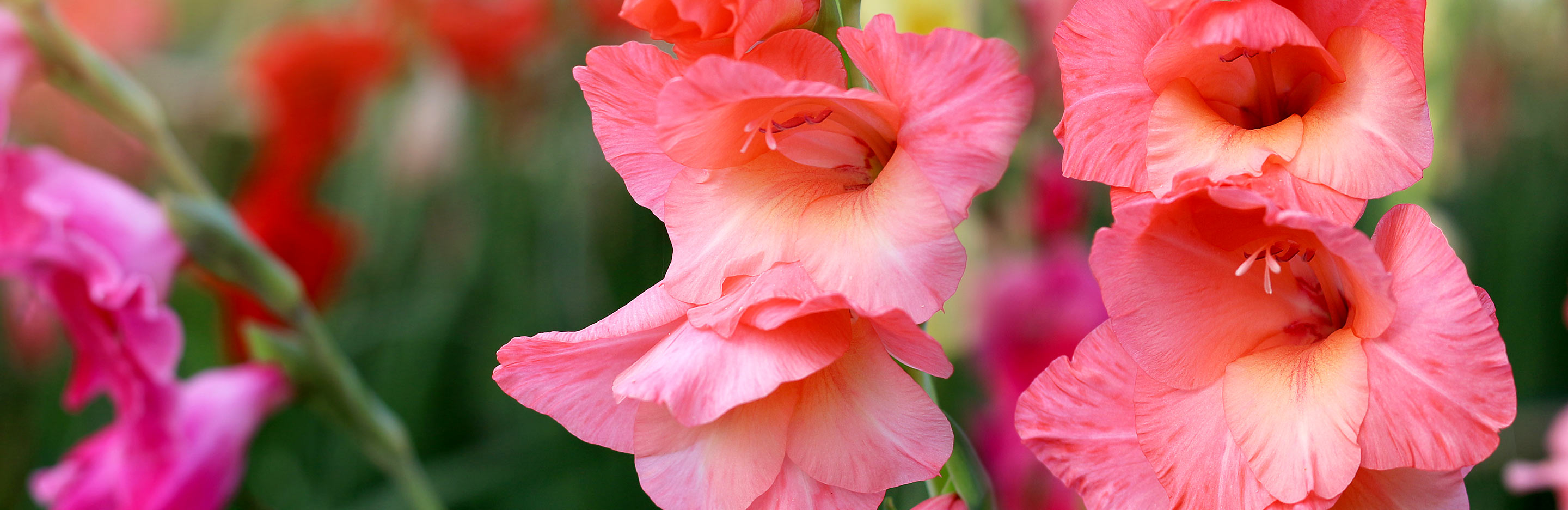 Gladioli (Gladiolus)