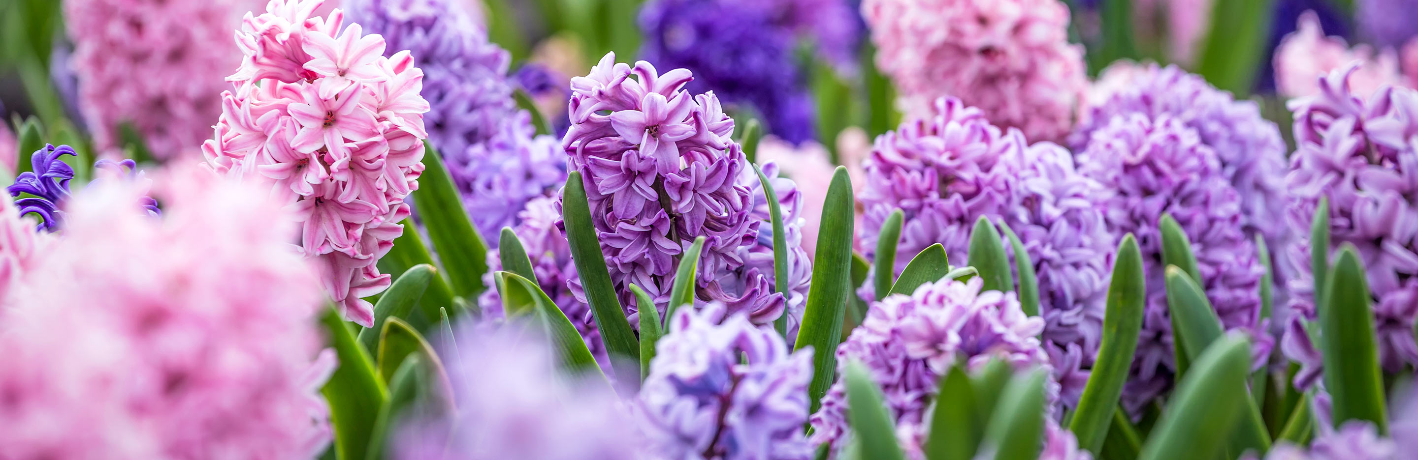 Hyacinths (Hyacinthus)