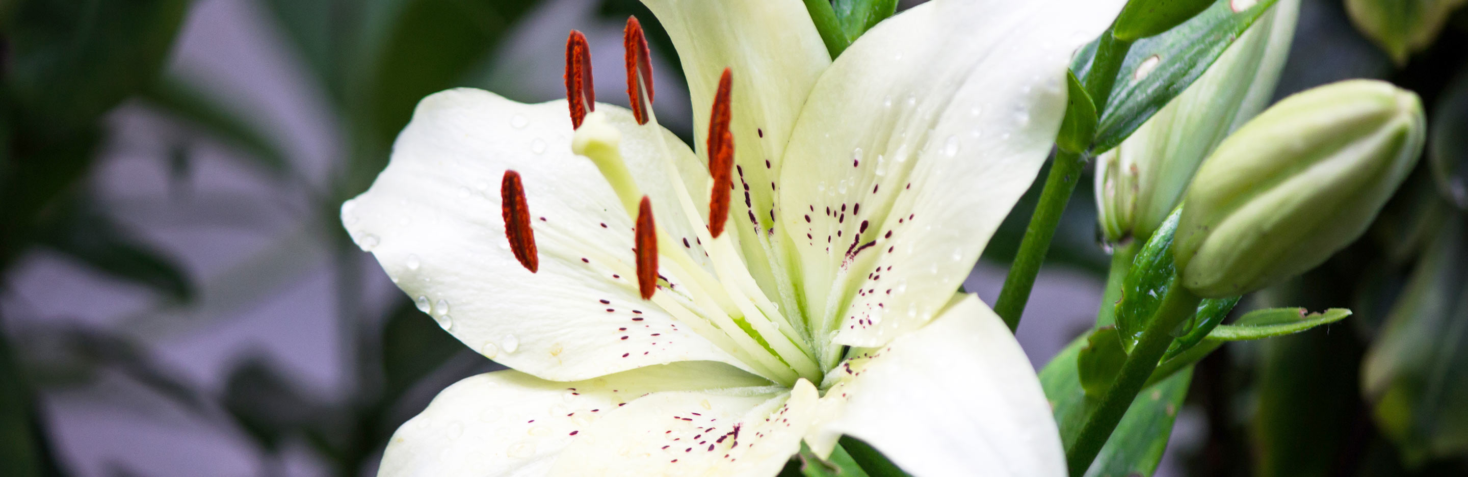 Lily (Lilium)
