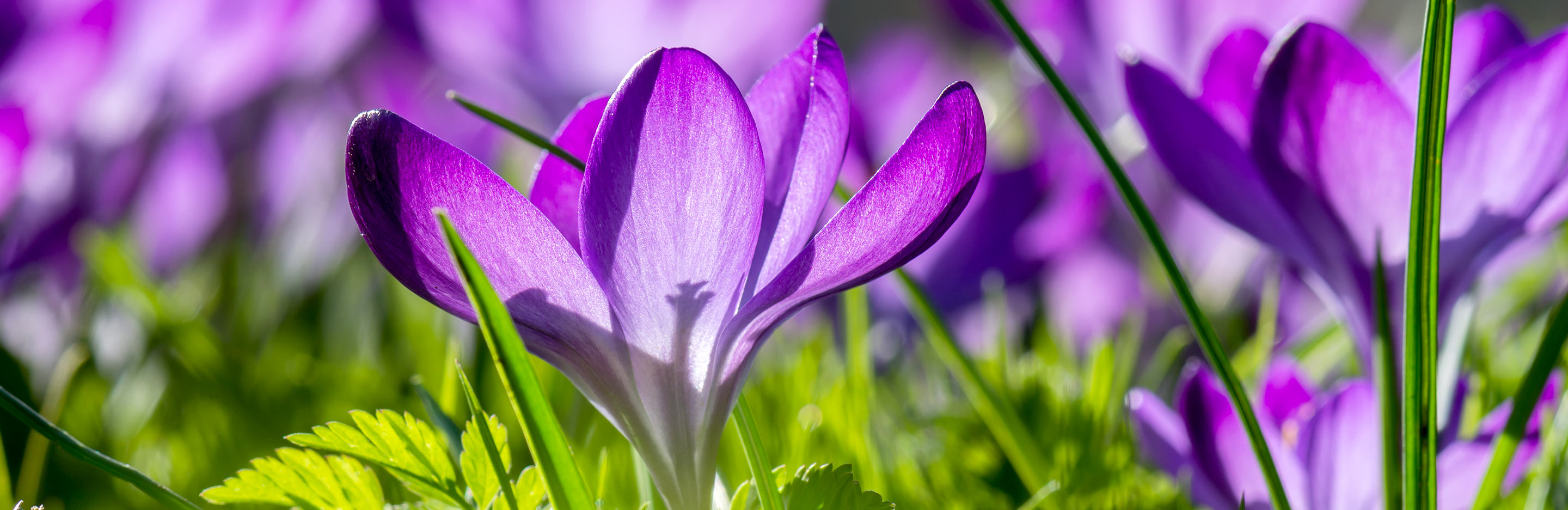 Saffron (Crocus Sativus)