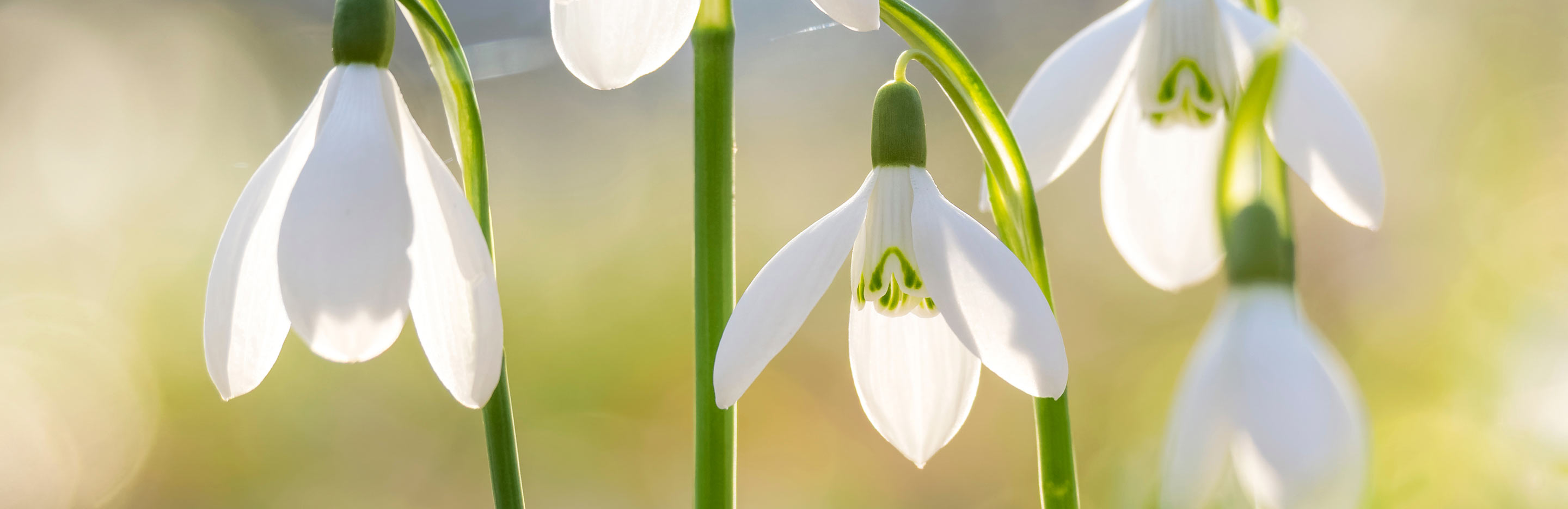 Snowdrop (Galanthus)