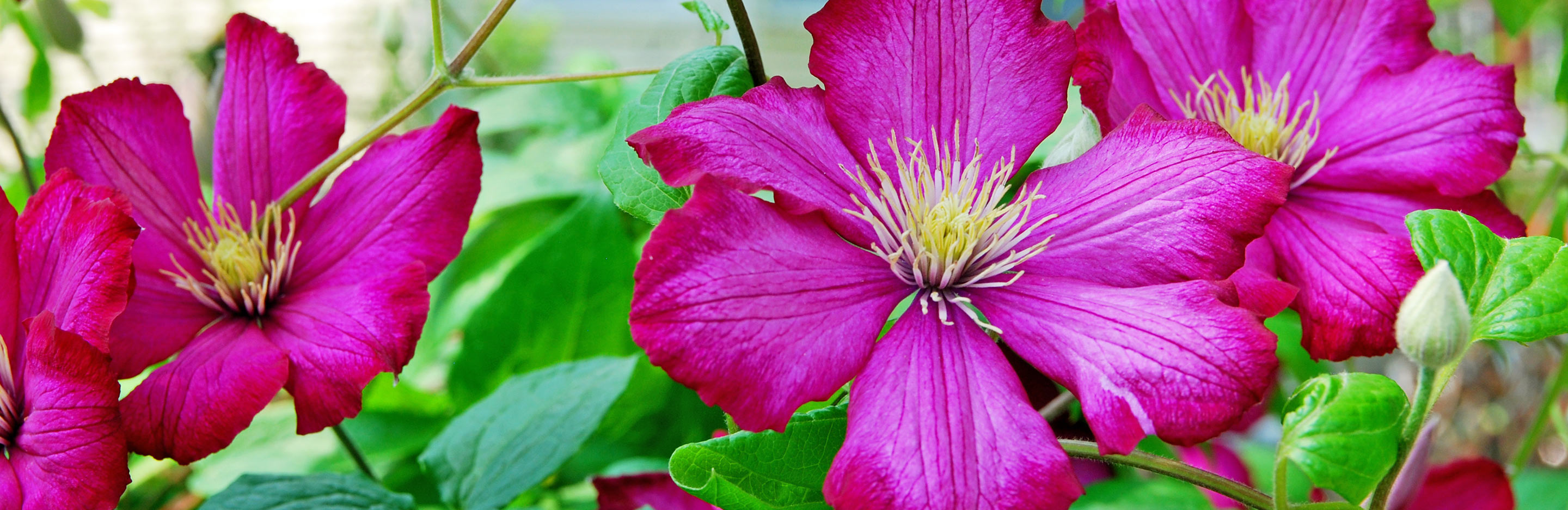 Clematis