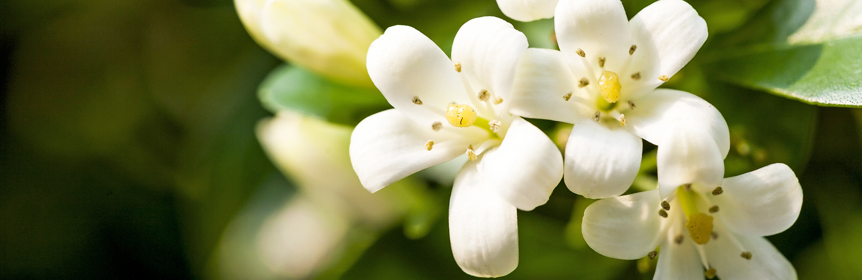 Jasmine (Jasminum)