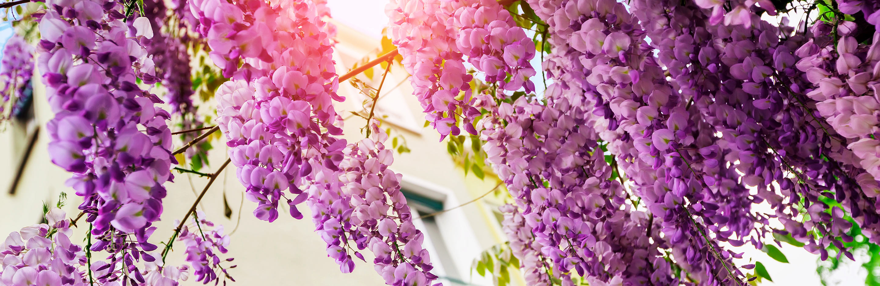 Wisteria