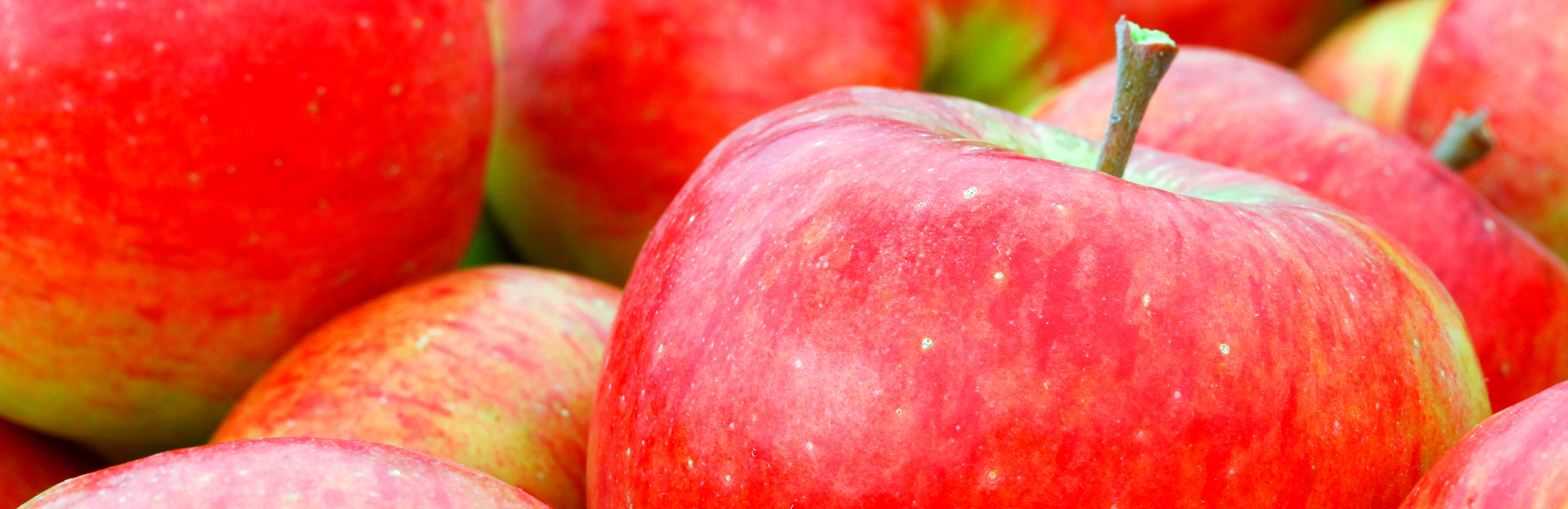 Apples (Malus domestica)