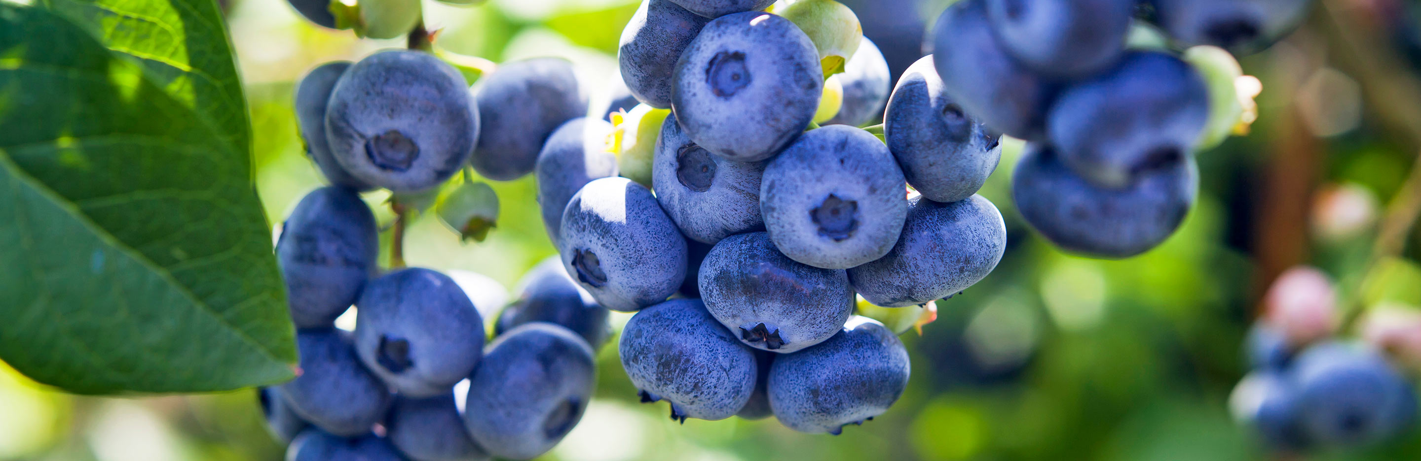 Les Petits Fruits Insolites Au Jardin