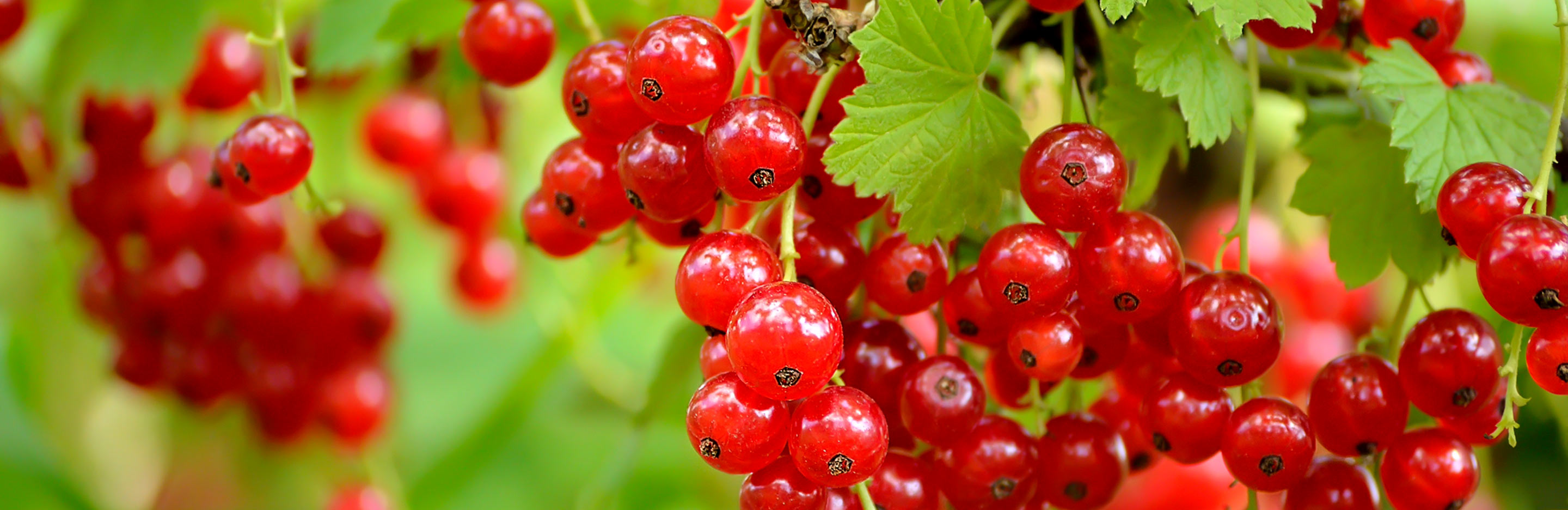 Currants - Black, Red, White (Ribes nigrum, Ribes rubrum)