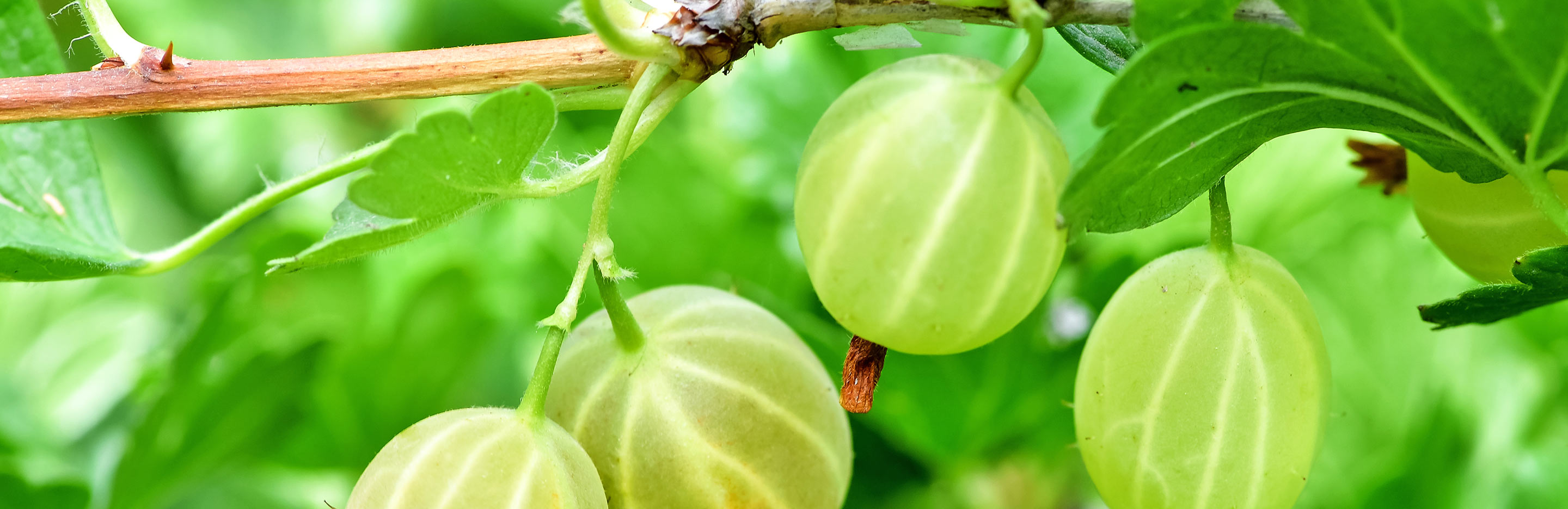 Gooseberries (Ribes Uva-crispa)