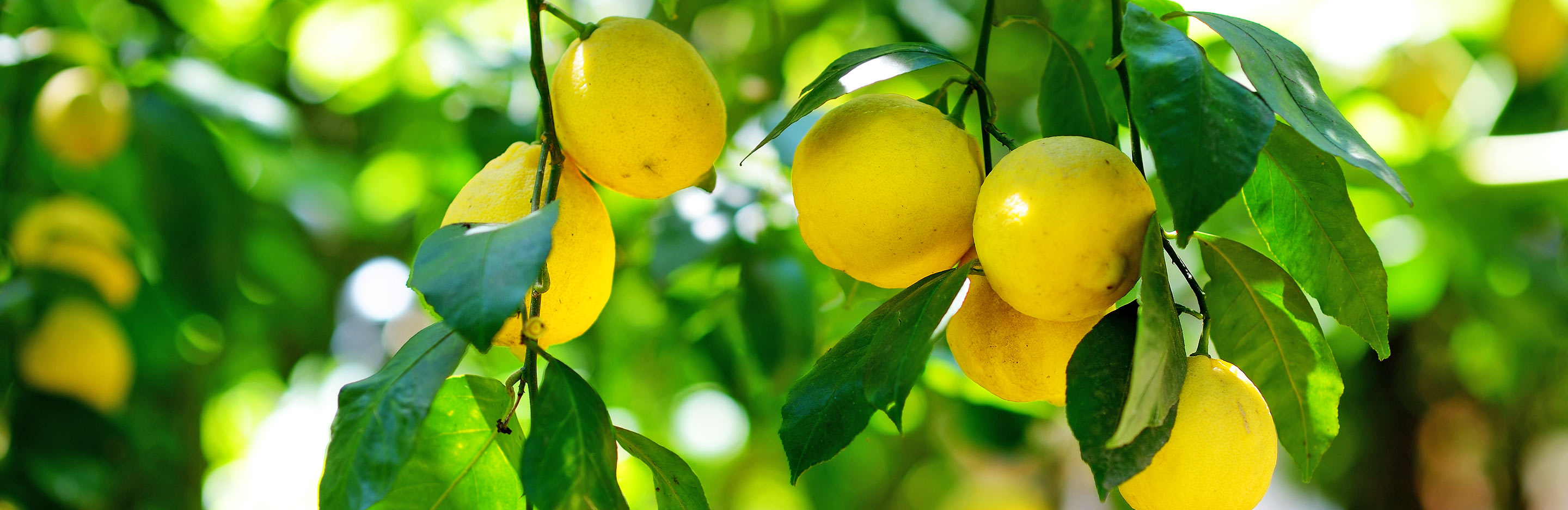 Lemons (Citrus x limon)