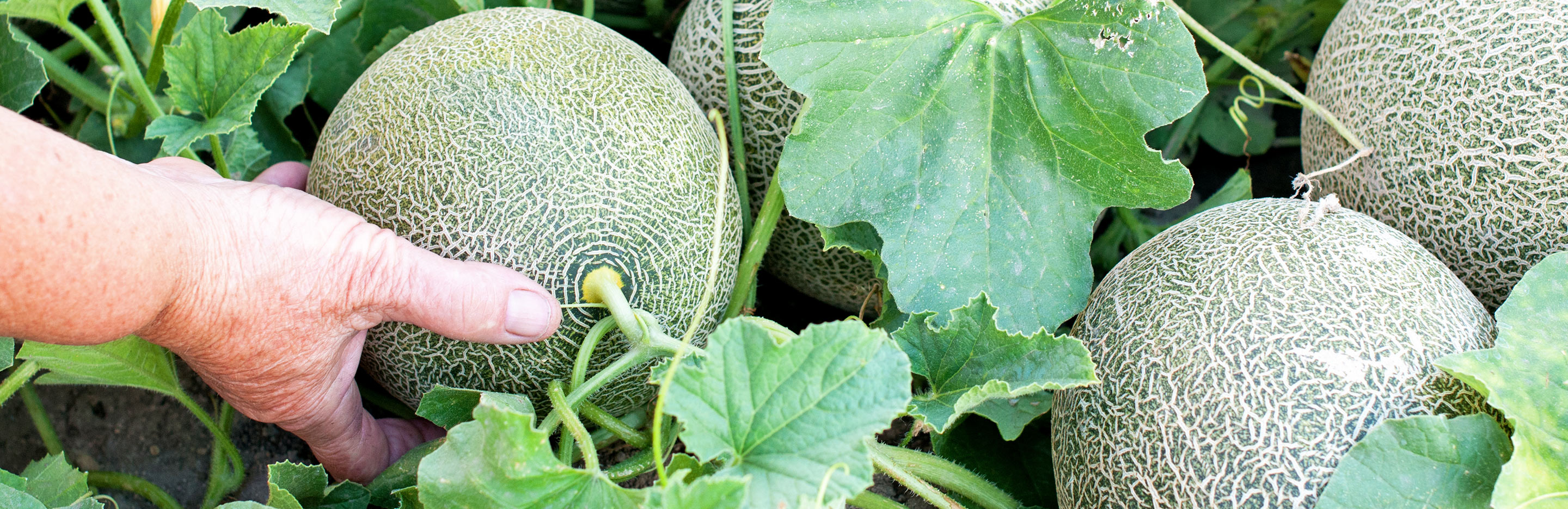 Melons (Cucumis Melo)