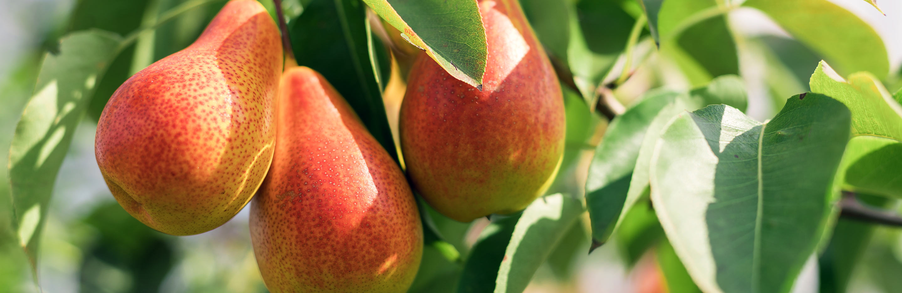 Pears (Pyrus communis)