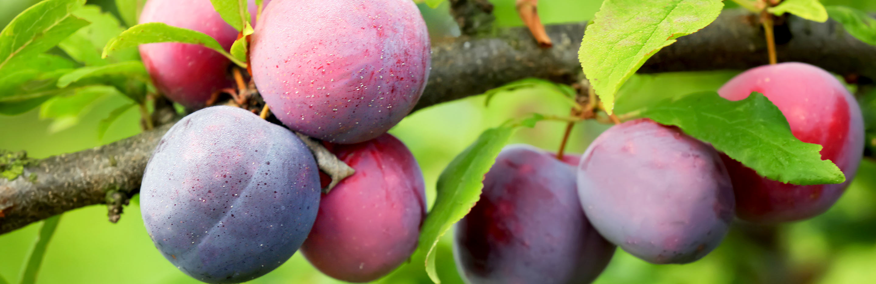 Plums, Damsons and Gages (Prunus domestica)
