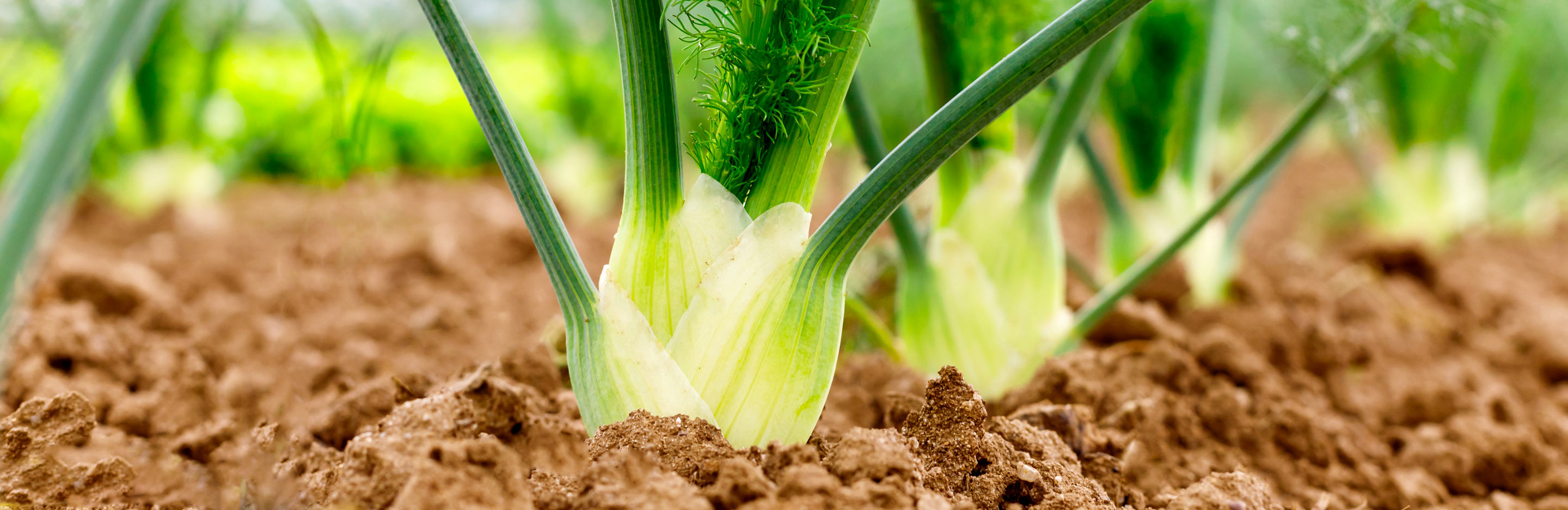 Fennel (Foeniculum vulgare)