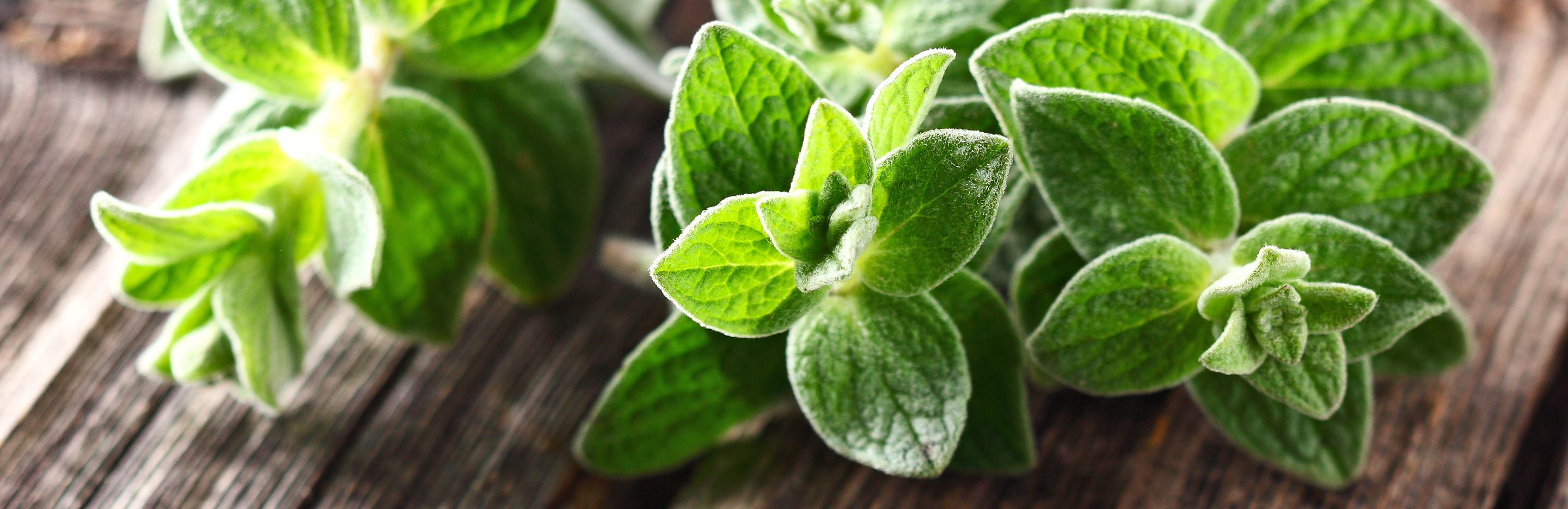 Marjoram, Oregano (Origanum)