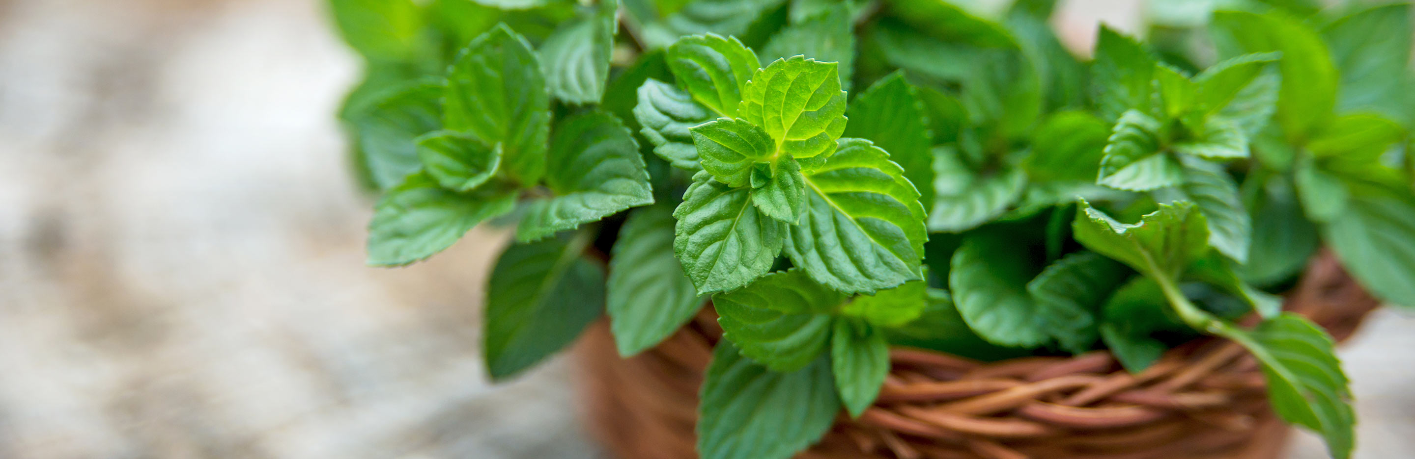 Mint (Mentha)