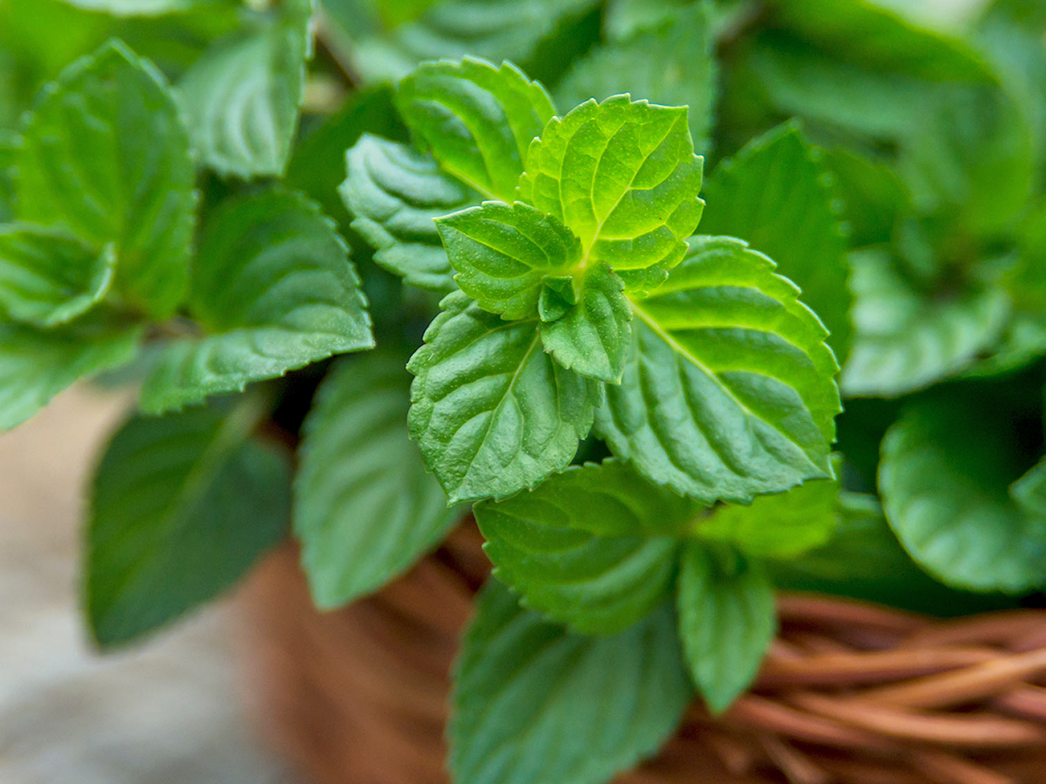 UK_plant-finder-herbs-mint_main.jpg Mint