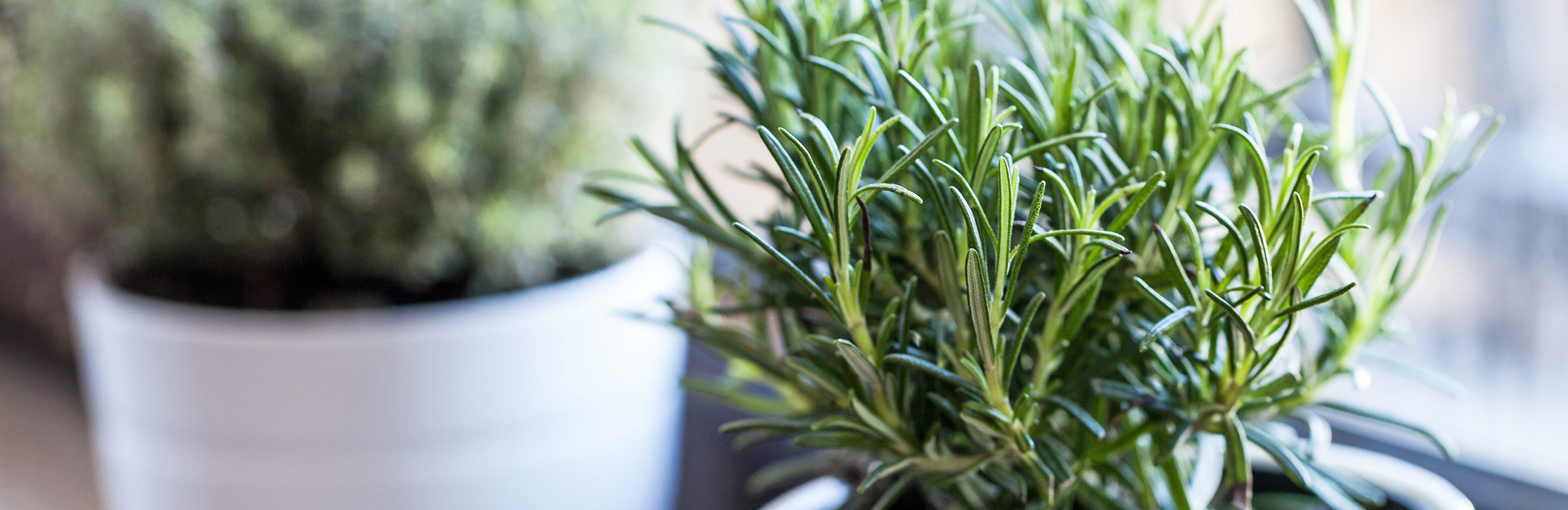 Rosemary (Rosmarinus Officinalis)