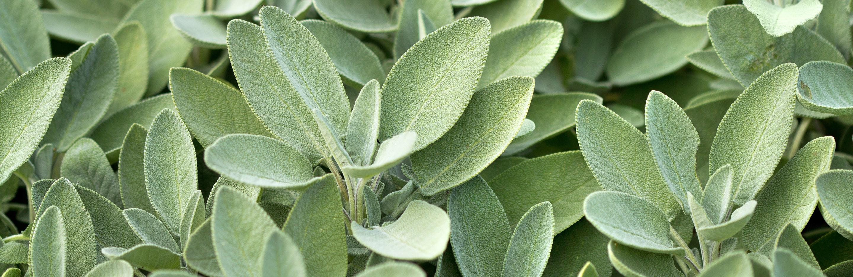 Sage (Salvia officinalis)