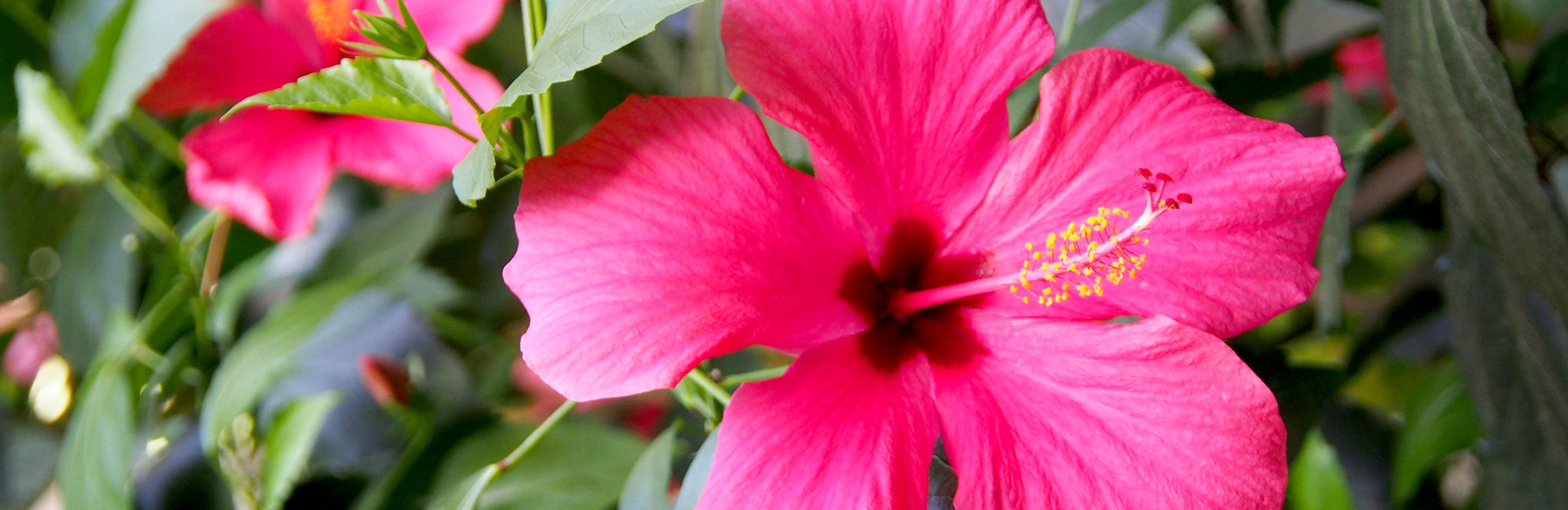 Hibiscus (Hibiscus)