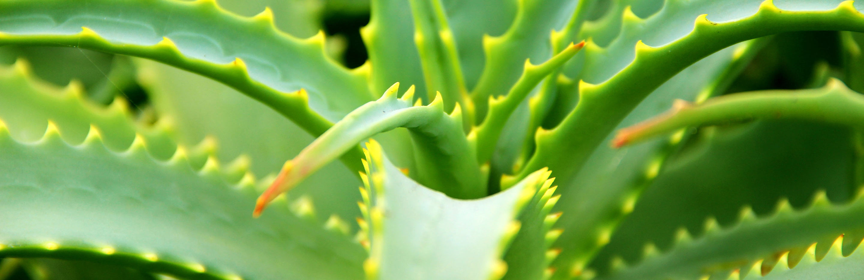 Aloe Vera, Bitter Aloe (Aloe Vera)