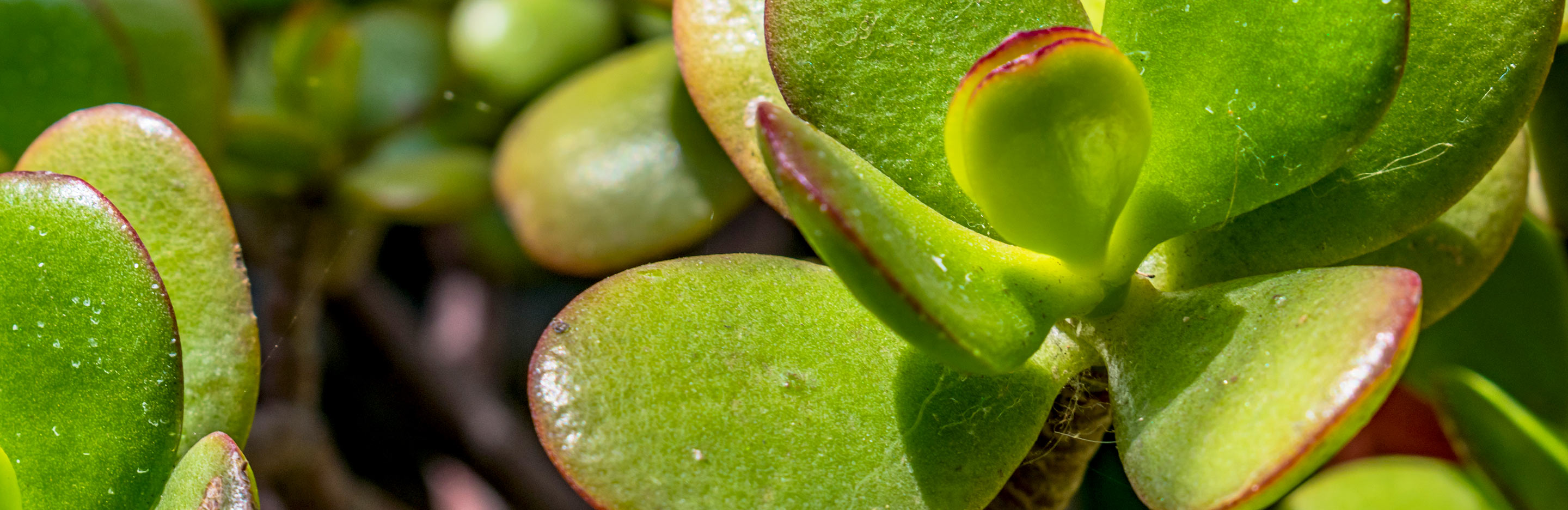 Money Plant, Jade Plant (Crassula Ovata)