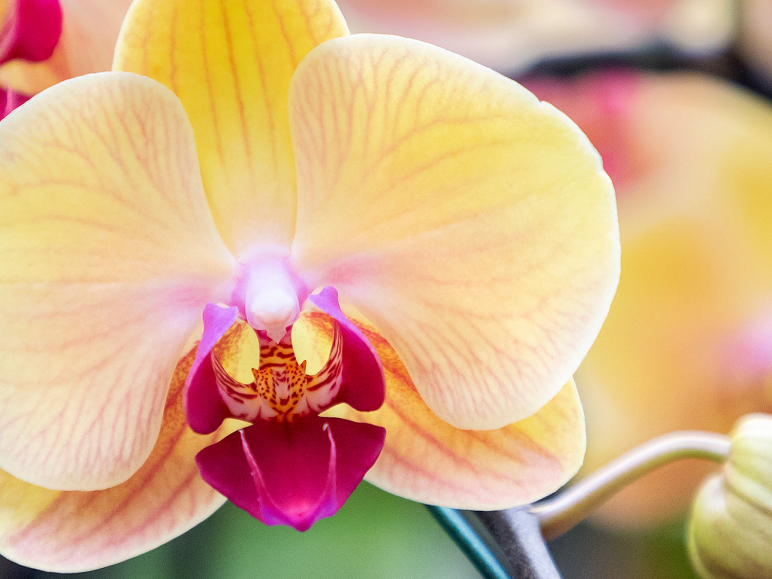 Orchidée Papillon : plantation, entretien, soin