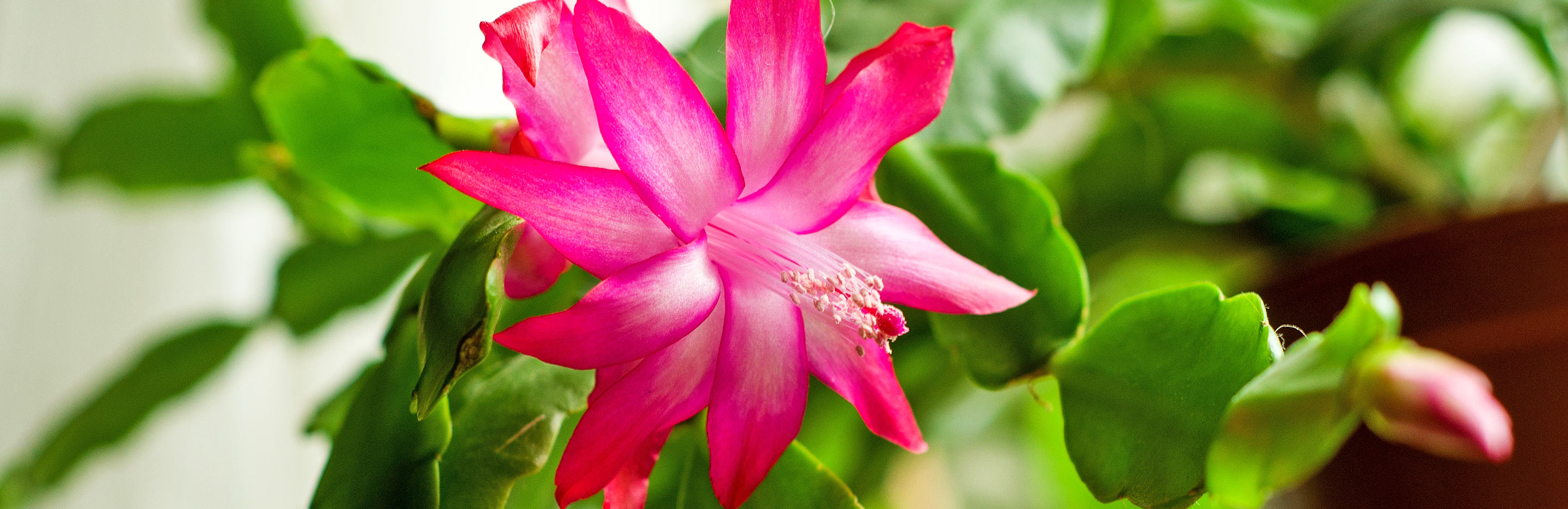 Christmas cactus (Schlumbergera)